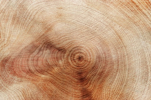 Slice of wood timber with juniper tree rings as natural geometric pattern, organic textures in earthy tones
