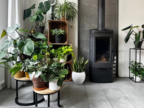 Lush green houseplants surround a wood stove in a living room